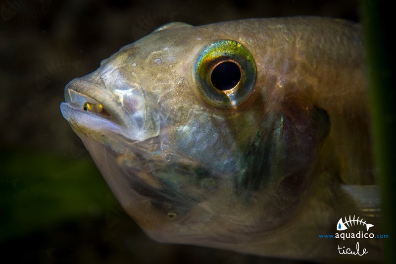 Astatotilapia burtoni